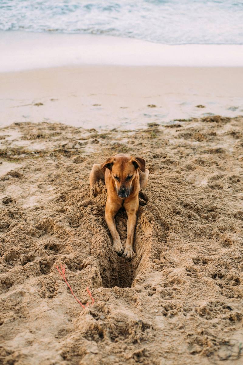 Zachowanie psów dlaczego psy kopią, pisak kopiący dołek na plaży.